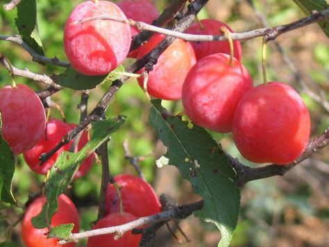 Wild Sand Plum Jelly - Heritage Recipes Sand Plum Jelly Recipe, Wild Plum Jelly Recipe, Bumbleberry Pie, Plum Butter, Plum Preserves, Heritage Recipes, Delicious Food Recipes, Beach Plum, Wild Plum