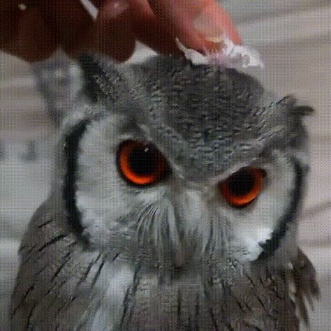 Owl Gifs, Scops Owl, Beautiful Owls, Anime Zodiac, Beautiful Owl, All Birds, Salvador Dali, Cuteness Overload, Animal Gifs