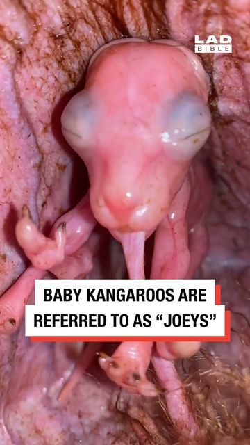 Joey Kangaroo, Cursed Things, Lad Bible, Kangaroo Pouch, Safari Animals, Kangaroo, Growing Up, Pouch, Animals