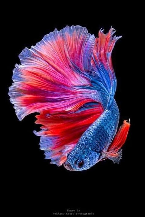 <3 Fischer Homes, Ikan Air Tawar, Pretty Fish, Beta Fish, Beautiful Sea Creatures, Fish Wallpaper, Pet Fish, Exotic Fish, Beautiful Fish