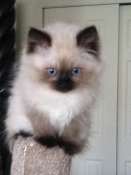 Gio Himalayan Cat Kitten, Himalayan Cats, Cat Personality, Himalayan Kitten, Balinese Cat, Himalayan Cat, Cat Personalities, Siamese Kittens, Siberian Cat