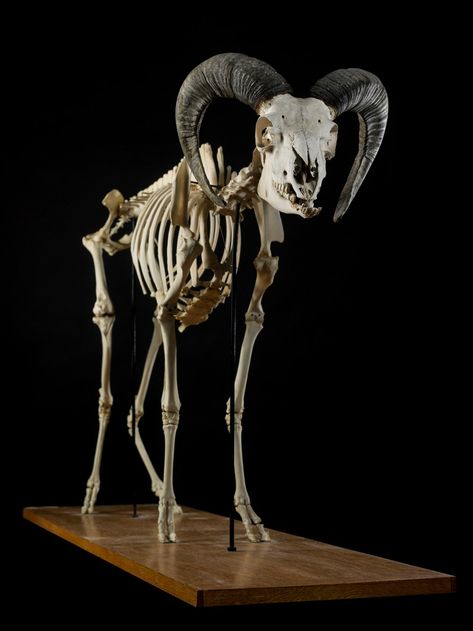 Skeleton, adult goat | Wellcome Collection Ram Skeleton, Goat Skeleton, Full Body Skeleton, Body Skeleton, Animal Skeleton, Skeleton Anatomy, Animal Skeletons, Taxidermy Art, Vulture Culture