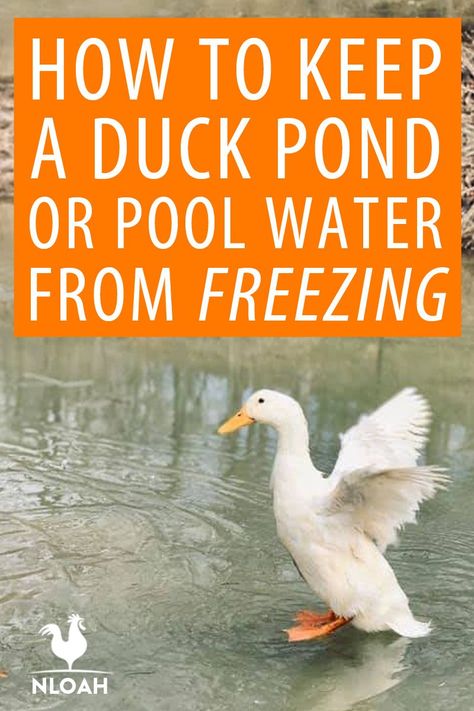 Keeping your duck pond from freezing is important for your birds  to be able to enjoy it in the winter. Here are a few tricks you can employ. #ducks #homesteading #livestock Plastic Baby Pool, Duck Waterer, Duckling Care, Keeping Ducks, Kiddy Pool, Duck Pens, Backyard Ducks, Duck Coop, Duck Farming