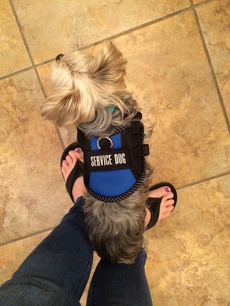 I made Max my little service dog this year. He's pretty good at it too except when a leaf flutters past him!! Goldendoodle Service Dog, Small Service Dog, Elizabeth Afton, Dogs Stuff, Cute Posts, Service Dog, Service Dogs, Goldendoodle, Dog Supplies