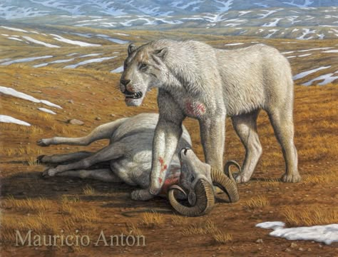 Homotherium guarding his kill, a Dall sheep. Stone Age Animals, Dall Sheep, American Lion, Dino Art, Prehistoric Wildlife, Wild Animals Pictures, Prehistoric Art, Paleo Art, Extinct Animals