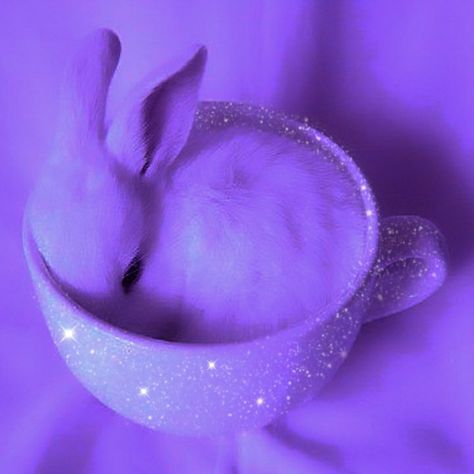 Purple Bunny Aesthetic, Koala Aesthetic, Aesthetic Squirrel, Squirrel Aesthetic, Aesthetic Rabbit, Mouse Aesthetic, Shine Aesthetic, Tiger Aesthetic, Aesthetic Tiger