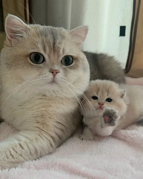 Angora Cat White, Cute White Cats, Cute Kitten Pics, Cat Cold, Angora Cat, Super Cute Kittens, Cat Black And White, Angora Cats, Regnul Animal