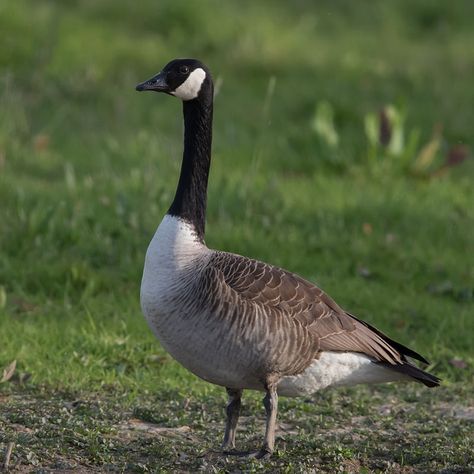 The Canada goose (Branta canadensis) is a large wild goose species with a black head and neck, white patches on the face, and a brown body. Native to arctic and temperate regions of North America, its migration occasionally reaches northern Europe. It has been introduced to Britain, New Zealand, Argentina, Chile, and the Falkland Islands. Extremely successful at living in human-altered areas, Canada geese have proven able to establish breeding colonies in urban and cultivated areas, which pr... Goose Costume, Goose Drawing, Wild Kratts, Canadian Goose, Game Birds, Animal Canvas, Bird Pictures, Black Paint, Canada Goose