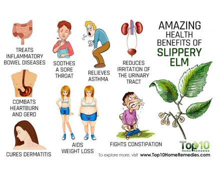 10 Amazing Health Benefits of Slippery Elm - Health Magazine Slippery Elm Benefits, Slippery Elm Tea, Slippery Elm Powder, Slippery Elm Bark, Top 10 Home Remedies, Stomach Ulcers, Slippery Elm, Lose 30 Pounds, Healing Food