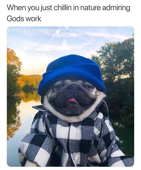 One of my favorite things to do Doug The Pug, The Pug, Christian Memes, My Favorite Things, Type 3, Pug, French Bulldog, Favorite Things, Theater