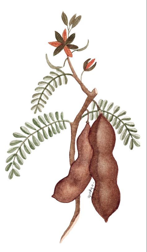 Botanical painting of tamarind fruit. Tamarindus indica. Painted by watercolor by geekgo Tamarind Illustration, Tamarind Drawing, Tamarind Flower, Tamarind Fruit, Tattoo Reference, Christmas Hamper, Summer 2025, Leaf Drawing, Spa Design