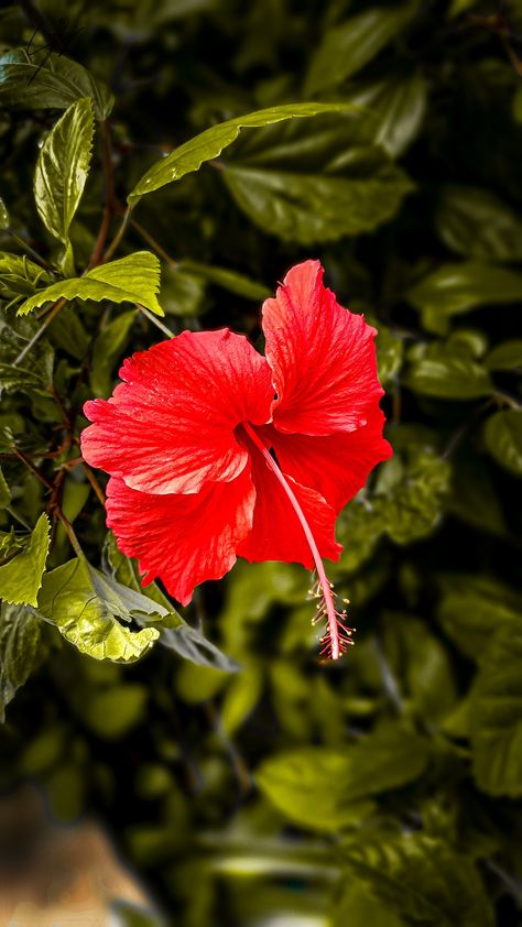 Hibiscus rosa-sinensis, known colloquially as Chinese hibiscus, China rose, Hawaiian hibiscus, rose mallowand shoeblack plant, Chinese Hibiscus, Hawaiian Hibiscus, China Rose, Hibiscus, China, Collage, Plants, Flowers, Travel