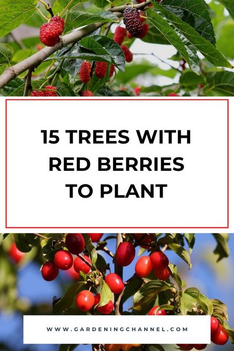 mulberry and dogwood trees with text overlay fifteen trees with red berries to plant Growing Trees, Growing Tree, Red Berries, To Tell, Landscaping, Trees, Plants, Red