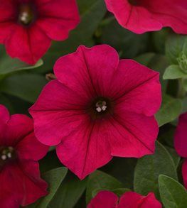 Petunias – A Guide to Growing Gorgeous Petunia Flowers | Garden Design