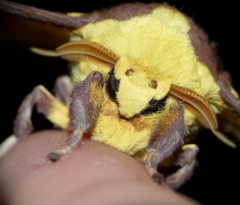 Imperial Moth - Eacles imperialis...Face by duggiehoo.deviantart.com on @DeviantArt Imperial Moth, Cute Moth, Jumping Spider, Cool Bugs, What To Draw, Arthropods, Bugs And Insects, Silly Animals, Fairy Art