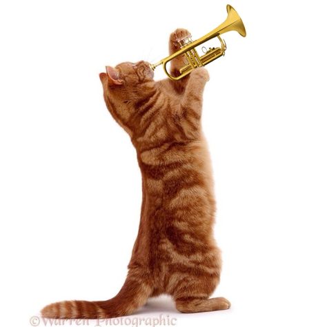 ח�תול גינגי מחזיק חצוצרה Cat With Saxophone, Cat Playing Trombone, Cat Playing Instrument, Silly Cat Wallpaper, Cats Big Eyes, Silly Cat Gif, Wallpaper Silly, Cats Background, Cats Black And White