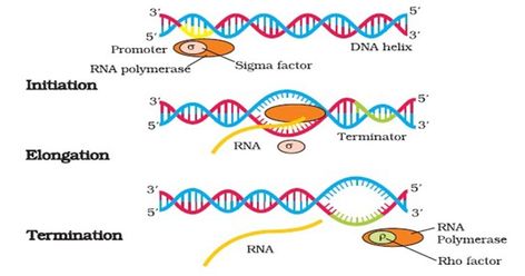 AP Bio Unit 6: Gene Expression and Regulation Cheat Sheet by julescrisfulla - Download free from Cheatography - Cheatography.com: Cheat Sheets For Every Occasion Dna Lesson, Protein Biology, Dna Ligase, Dna Transcription, Point Mutation, Central Dogma, Rna Polymerase, Dna Polymerase, Peptide Bond