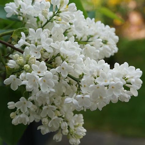 View full size image White Lilac Tree, White Lilacs, Lilac Tree, Moon Garden, Attracting Bees, White Gardens, Summer Garden, White Summer, Dream Garden