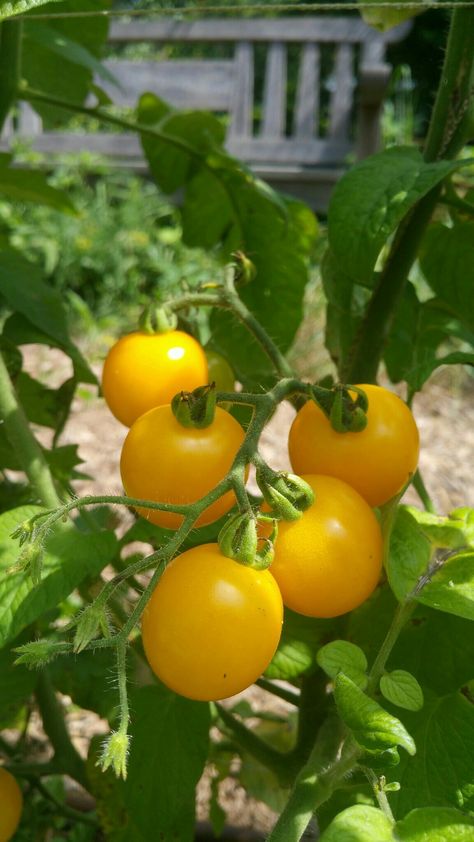 Yellow Cherry Tomatoes, Cherry Tomato, Cherry Tomatoes, Garden Inspiration, Eggplant, Tomatoes, Potato, Cherry, Yellow