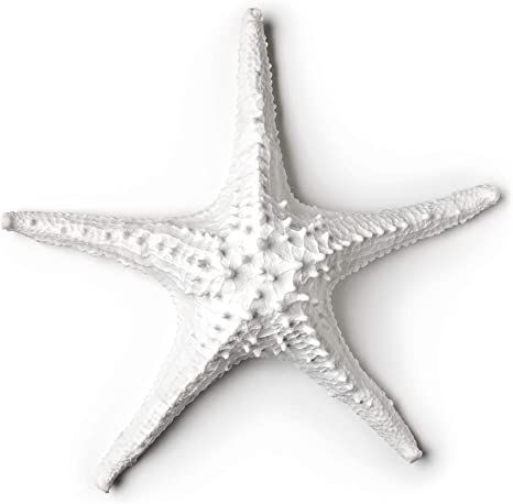 Abbott Collection 3D Starfish, White (Large) Starfish Decor, Sea Decor, 3d Decor, Star Fish, Design Toscano, Large White, Wall Plaques, Accent Pieces, Collectible Figurines