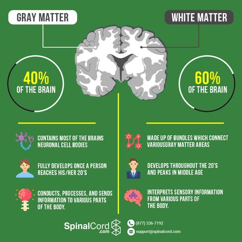 Grey Matter vs White Matter in the Brain White Matter In Brain, Psychology Decor, Psych Notes, Spinothalamic Tract, Brain Anatomy And Function, Psychology Study, Brain Pictures, Nervous System Anatomy, Crps Awareness