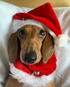 Dog In Santa Hat, Christmas Daschund, Christmas Weiner Dog, Deer Sausage, Christmas Sausage Dog, Sausage Dog Christmas, Christmas Sausage, Puppies Christmas, Toy Dachshund