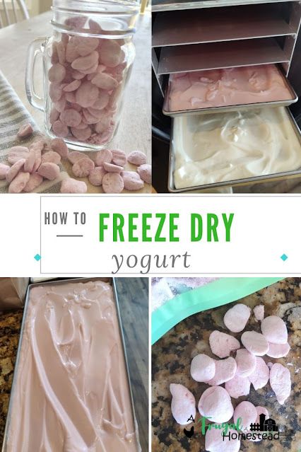 Yogurt Covered Fruit, Diy Frozen Yogurt, Yogurt Covered Blueberries, Blueberry Bites, Frozen Yogurt Blueberries, Freeze Dried Food Storage, Frozen Yogurt Bites, Harvest Right Freeze Dryer, Best Freeze Dried Food