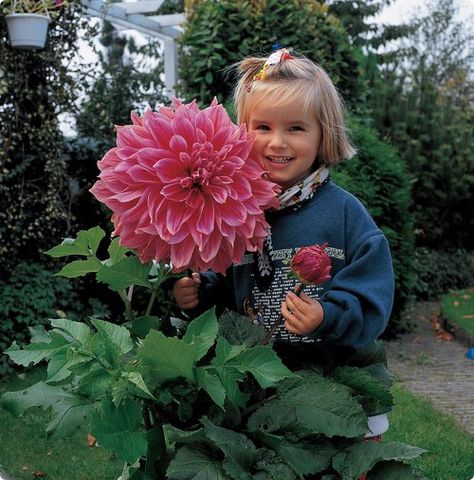 I so want this in my garden!!! Dinner Plate Dahlia, Remember to get seeds/plants for next year's garden!!!! Giant Dahlia, Dinnerplate Dahlia, Perennial Bulbs, Dahlias Garden, Cut Flower Garden, Garden Guide, Dahlia Flower, Bulb Flowers, Lavender Flowers