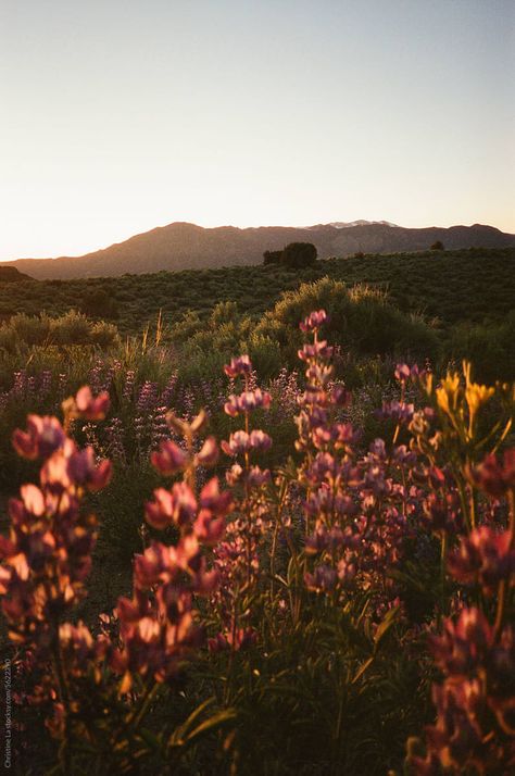 Wild Lupine Flowers Glowing At Sunset on 35mm Film. Pinkish purple color with mountains in the distance. Eastern Sierra California, Sierra Mountains California, Sierra Nevada Mountains Spain, Sierra Nevada Wildflowers, Mountains California, Lupine Flowers, Sierra Mountains, California Mountains, Sierra Nevada Mountains