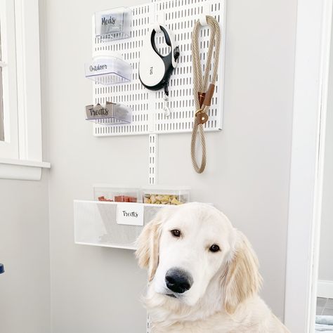 Container Stories blog: "The Many Uses of the Elfa Door & Wall Rack" Pet Supplies Organization, Pet Station, Dog Feeding Station, Pet Organization, Pound Puppies, Animal Projects, How To Organize, Dog Feeding, Cat Supplies