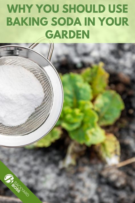 Baking soda is a miracle product when it comes to gardening. Not only does it have countless uses, but it's also one of the most affordable and versatile products you can use in your garden. From controlling pH levels to fighting pests and diseases, baking soda is essential for a thriving garden. Read on to discover all the ways you can use this amazing product! Baking Soda In The Garden, Repel Flies, Killing Weeds, Growing Cilantro, Growing Asparagus, Growing Rosemary, Natural Insecticide, Improve Nutrition, Acid Loving Plants