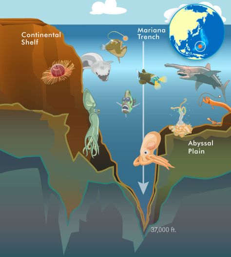 The Mariana Trench is loaded with weird and wonderful sea life. ©HowStuffWorks Mariana Trench Ocean, Complete Subject And Predicate, Mariana Trench, Marianas Trench, Oceans Of The World, Weird Creatures, Marine Animals, Weird And Wonderful, Deep Sea