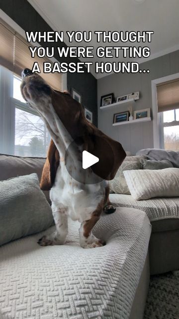 Baby Basset Hound, Basset Hound Funny, Hound Dog Puppies, Crockett Doodles, We Rate Dogs, Hound Dogs, Basset Hound Puppy, Hound Puppies, Bassett Hound