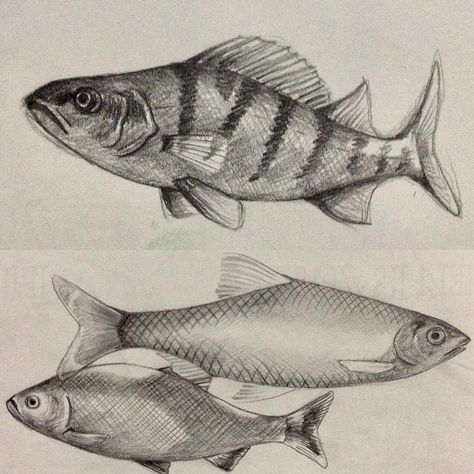 marika on Instagram: “#fish #fishart #pencil #sketches #perchfish #roachfish #coldwaterfish” Fish Realistic Drawing, Fish Pencil Sketch, Fish Pencil Drawing, Crustaceans Art, Fish Sketches, Coldwater Fish, Textiles Gcse, Perch Fishing, Model Sketch