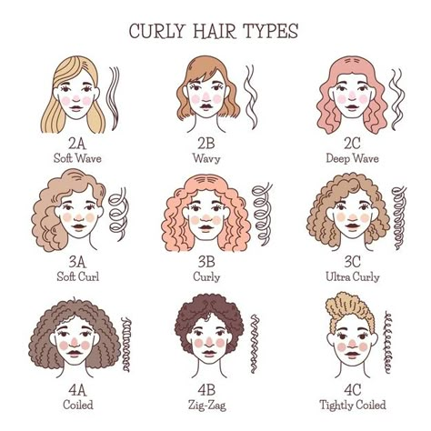 Drawn Curly Hair, Types Of Curly Hair, Hair Type Chart, Hair Chart, Virgin Hair Vendors, Curly Hair Drawing, Hairstyle Names, Curly Hair Types, Hair Coils