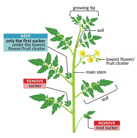 Tomato Pruning – Wisconsin Horticulture Pruning Tomato Plants, Tomato Pruning, Types Of Tomatoes, Garden Veggies, Growing Tomatoes, Plant Cuttings, Tomato Plants, Planting Vegetables, Veggie Garden