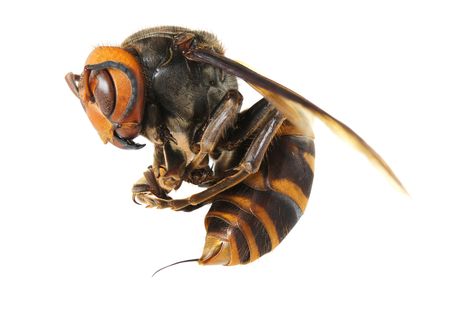 Stuff nightmares are made of! The Asian giant hornet, or yak-killer hornet (Vespa mandarinia), is blamed for dozens of deaths in China this year. Japanese Hornet, Japanese Giant Hornet, Bees And Wasps, Lure Making, Arthropods, Bee Art, Growing Tomatoes, Arachnids, Bugs And Insects