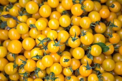 31 Best Tomato Varieties to Grow in Your Garden Types Of Yellow, Tomato Varieties, Cherry Tomato Recipes, Cherry Tomato Sauce, Types Of Tomatoes, Yellow Tomatoes, Yellow Plums, Beefsteak Tomato, Yellow Rice