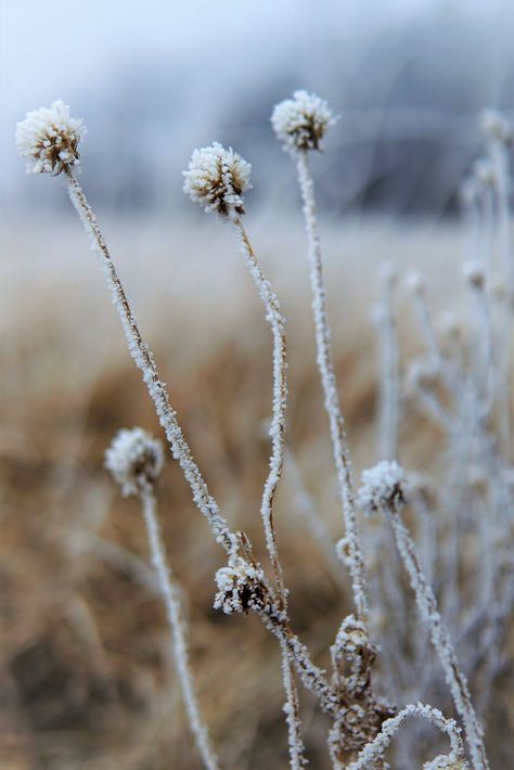 meadow in winter | ella~d | Flickr Winter Meadow, Meadow Plants, Winter Wheat, Winter Flowers, Ants, Wheat, Dandelion, Frozen, Plants