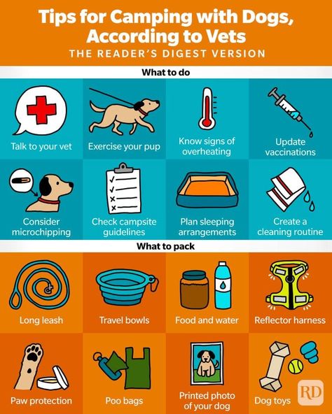 Camping with Dogs: 14 Tips for Camping with Pets, According to Vets Camping With Pets, Dog Camping Hacks, Dog Camping Essentials, Camping With Dogs Hacks, Camping With A Dog, Hiking With Dog, Lacrosse Training, Camping With Dogs, Camping Dog