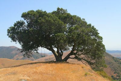 Encina - In the Company of Plants and Rocks: What’s an old oak for? Oak Trees Landscaping, Coast Live Oak, Plant Uses, California Hills, Landscape Pencil Drawings, Outdoor Education, California Landscape, Live Oak, The First Americans