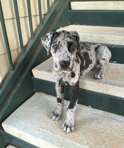 16 Reasons Why You Should Never Own Great Danes – The Paws Great Dane Pictures, Great Dane Facts, Blue Merle Great Dane, Merle Great Danes, Cute Dog Costumes, Dogs Tattoo, Tattoo Animals, Dane Puppies, Great Dane Puppy