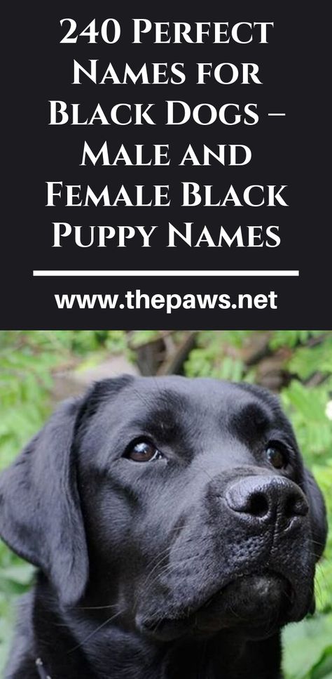 Find the best pet name by browsing our list of Black Dogs – Male and Female Black Puppy Names #blackdognames #maledognames #femaledognames #puppynames #puppy Male Dog Names List, Male Dog Names Unique, Puppy Names Unique, Long Fluffy Hair, Puppies Names Female, Black Dog Names, Black Lab Names, Labrador Names, Dog Names Unique