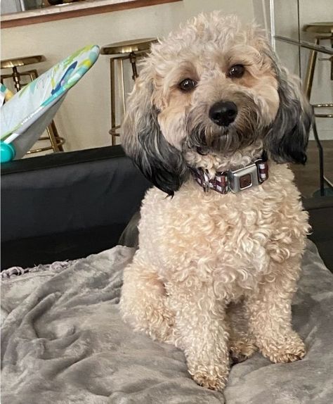 Max is an adoptable miniature poodle searching for a forever family near Parlier, CA. Use Petfinder to find adoptable pets in your area. Shih Tzu Mix, Kiddie Pool, Miniature Poodle, Forever Family, Shih Tzu, Dog Adoption, Keep Calm, Blue And Silver, Adoption