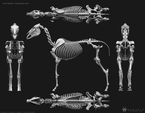 ArtStation - 3D Horse Skeleton, Manuel F. Cedeño Horse Skeleton Drawing, Skeleton Drawing Reference, Skeleton Reference, Articulated Skeleton, Horse Bones, Horse Skeleton, Dressage Videos, Equine Anatomy, Horse Halloween Costumes