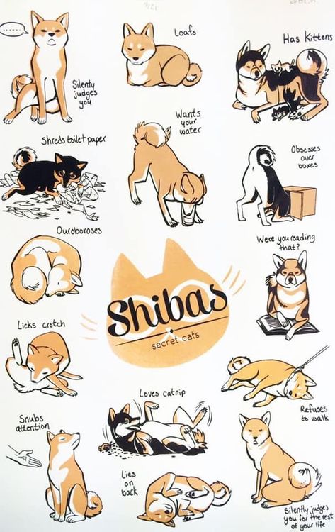 Facts. #shiba #shibainupuppy #shibainu Shiba Drawing, Shiba Inu Drawing, Cream Drawing, Anime Dog, Images Kawaii, 강아지 그림, Drawing Paper, Animal Drawing, Dog Illustration