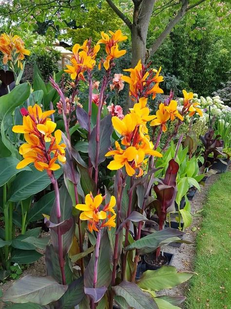 Canna Sémaphore Fair Garden, Canna Lily, Side Yard, Tropical Garden, Tropical Plants, Hedges, Garden Plants, Lily, Mural