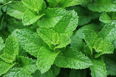 Fresh Spearmint Leaves stock photo. Image of spreads - 25098974 Mentha Spicata, Large Leaf Plants, Rain Gardens, Spearmint Tea, Breath Mints, Plant Outdoor, Types Of Herbs, Spearmint Essential Oil, Mint Plants