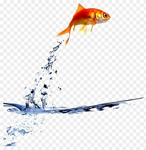 Fish Jumping Out Of Bowl, Fish Png Images, Fish Jumping Out Of Water Drawing, Fish Jumping Out Of Water, Water Splash Png, Fish In The Water, Fish In Water, Transparent Fish, Watercolor Koi Fish