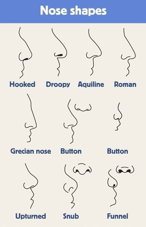 Kinds Of Nose Shape, Different Type Of Noses, Nose Types Chart, Nose Types Drawing, Nose Shapes Chart, Nose Art Reference, Nubian Nose, Types Of Noses, Different Noses